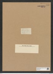 Diatomeae indet. Zeichnungen Sammlung Grunow Nr. 8460 (NHMW-BOT-W0377919)